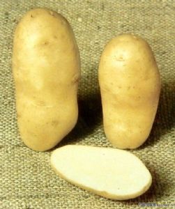 供应夏波蒂—马铃薯种子