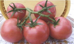 供应雷斯—番茄种子