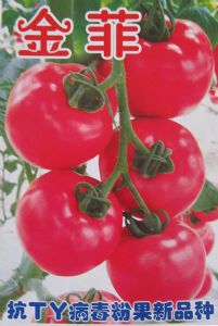 供应金菲—番茄种子