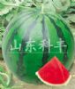 供应中华大团圆 F1—西瓜种子