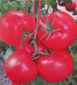 供应欣贵—番茄种子