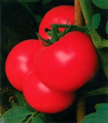 供应柿都夏优一号--番茄种子