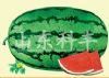 供应华冠668 F1—西瓜种子