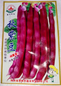 供应秋紫豆-菜豆种子