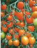 供应黄金皇F1—番茄种子