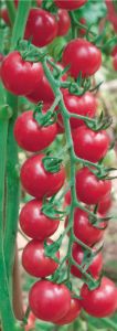 供应粉多多F1—番茄种子
