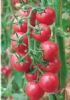 供应粉晶晶F1—番茄种子