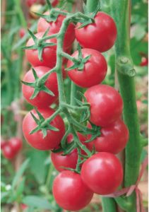 供应粉晶晶F1—番茄种子