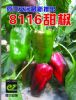供应8116甜椒—甜椒种子
