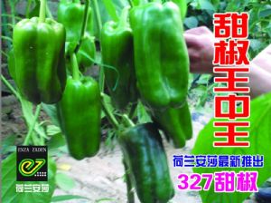供应甜椒王中王327甜椒—甜椒种子