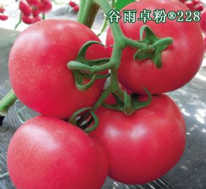 供应卓粉228—番茄种子