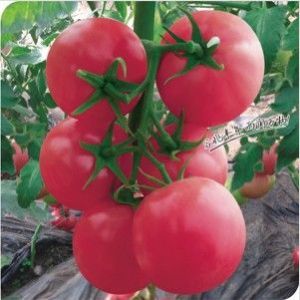 供应天赐511—番茄种子
