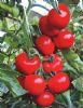 供应百利 Beril RZ F1杂交种-番茄种子