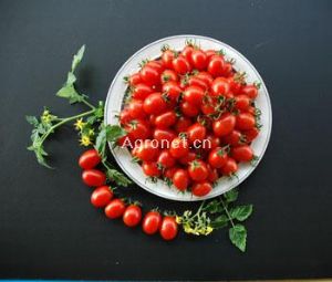供应紅多多--番茄种子