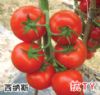 供应西纳斯—番茄种子