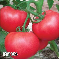 供应PT1104—番茄种子