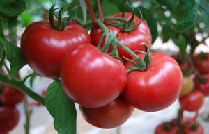供应PT1105—番茄种子