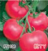 供应PT1106—番茄种子