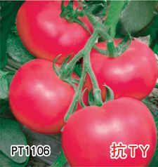供应PT1106—番茄种子