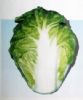 供应玉冠—白菜种子