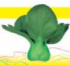 供应绿冠二号—油菜种子
