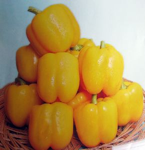 供应金华星-甜椒种子