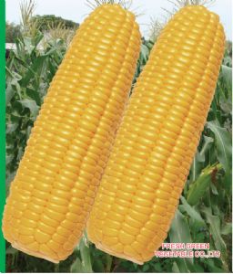 供应丰蜜—玉米种子