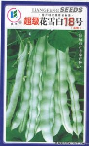供应超级花雪白18号——菜豆种子