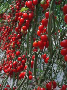 供应米蓝F1—番茄种子