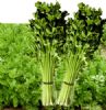 芹菜种子——四季翠绿