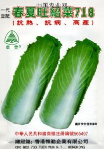 供应春夏旺绍菜718—白菜种子