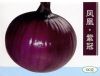 供应凤凰•紫冠—洋葱种子