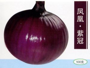 供应凤凰•紫冠—洋葱种子