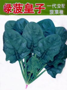 供应绿波皇子-菠菜种子
