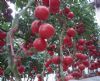 供应柯尼塞格--抗TY番茄种子