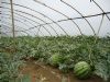 供应无公害蔬菜——西瓜