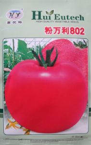 供应粉万利802—番茄种子