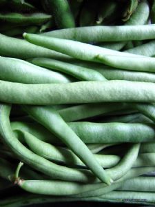 供应菜豆—优质菜豆
