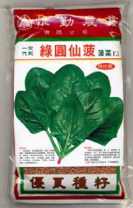 供应绿圆仙菠－菠菜种子
