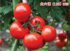 供应金六福128—番茄种子