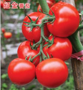 供应红金—番茄种子
