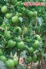 供应金玉龙果—番茄种子