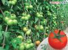 供应以色列R2608大果番茄—番茄种子