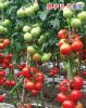供应嘉丰8号—番茄种子