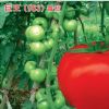 供应巨王983—番茄种子