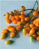 供应黄金果—番茄种子