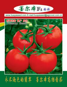 供应墨尔本番茄—番茄种子