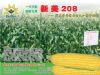供应新美甜208—菜用玉米种子