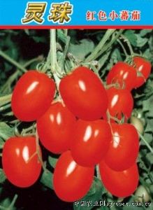 供应灵珠——番茄品种