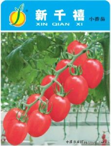 供应新千禧——番茄品种